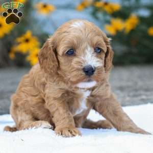 Cammi F1B, Cavapoo Puppy